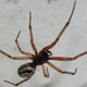 Imagen para el artículo titulado Lo peor que te puede pasar con la picadura de esta araña no es (solo) el veneno